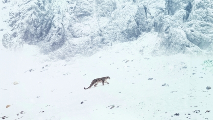 Ce soir sera diffusé, sur Arte, La Panthère des Neiges.