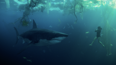 Sous la Seine : le film de requins de Netflix accusé de plagiat